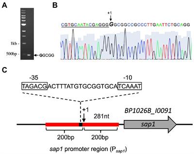 A virulence activator of a surface attachment protein in Burkholderia pseudomallei acts as a global regulator of other membrane-associated virulence factors